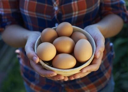 prednosti kokošjih jaja